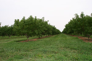 Peach Orchard Below 10km Alititude Point