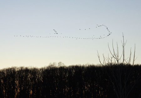 Flock of Geese - December 20th, 2009