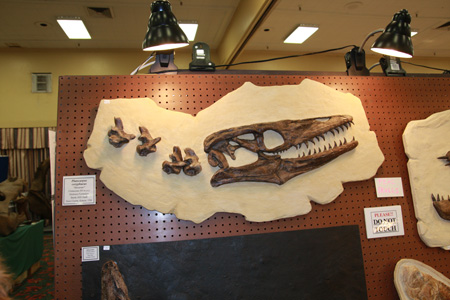 Tucson Fossil Show - February 2010