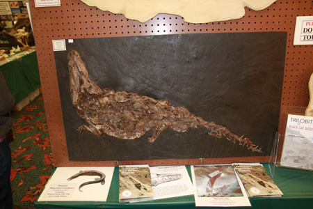 Tucson Fossil Show - February 2010