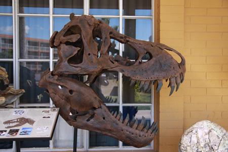 T-Rex Skull