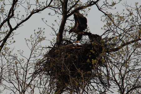 Young Eagle Flying (sort of)