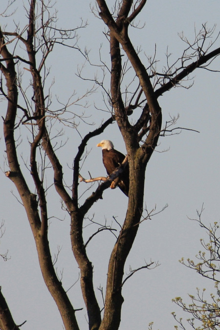 American Bald Eagle