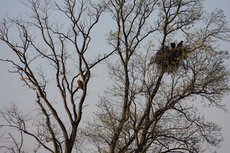 Eagle Family