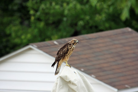 Hawk - July 9th, 2010
