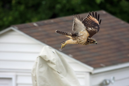 Hawk - July 9th, 2010