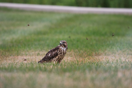 Hawk - July 9th, 2010