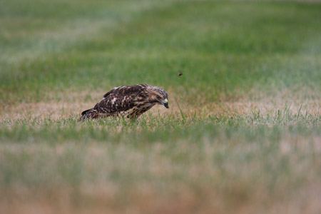 Hawk - July 9th, 2010