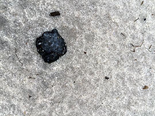 Third Osceola Meteorite Find - Laura Atkins 